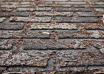 Threadgill's Roofing Images